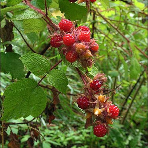 Pot Grown Thornless Self Fertile Loganberry | ScotPlants Direct